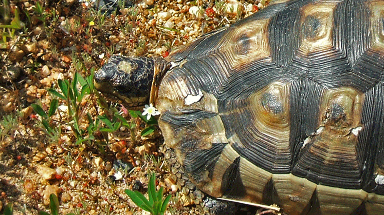 Tortoises