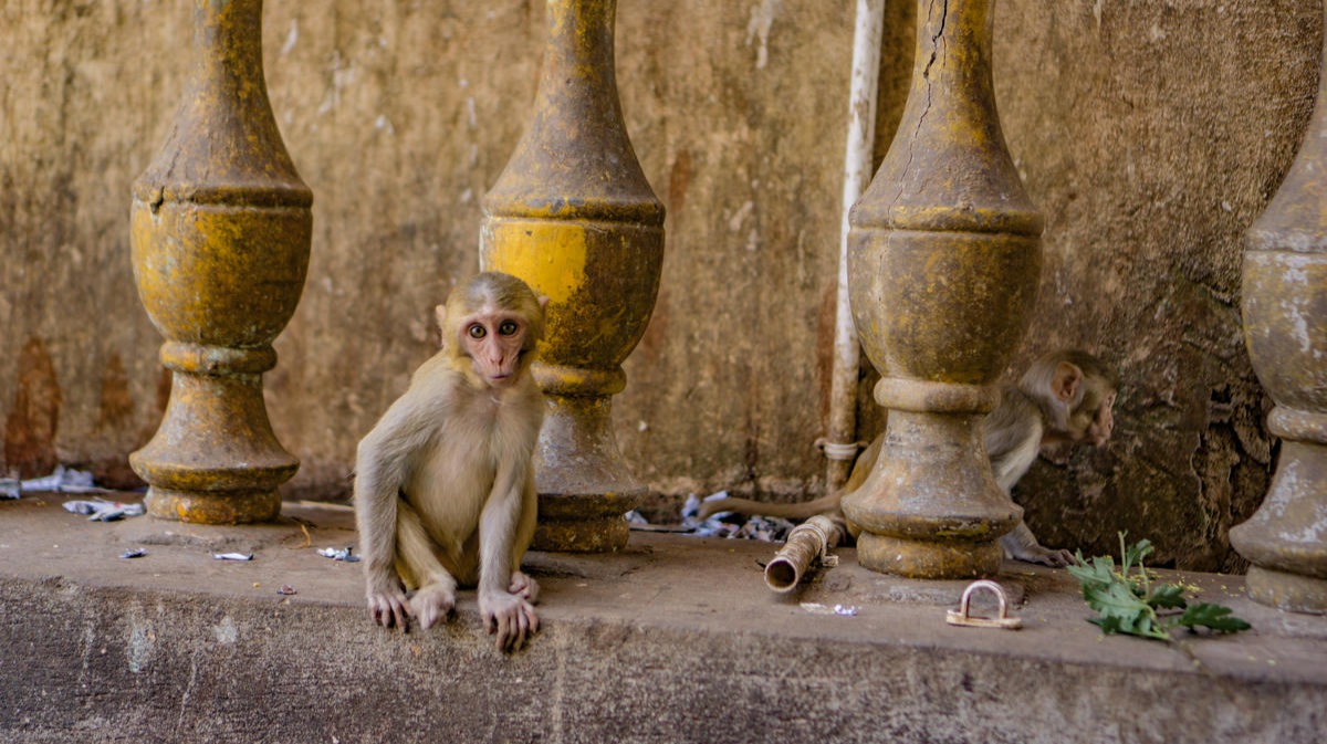 The Spirits and Monkeys of Mount Popa