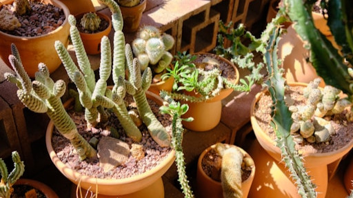 several cacti in an indoor room