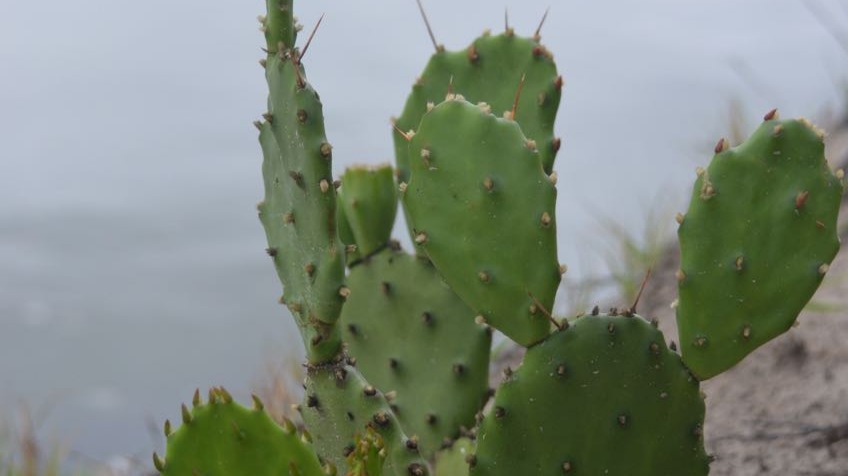 Cactus