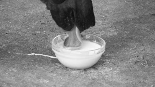 dachshund eating milk.