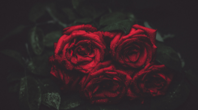 Dark red roses against a black background (image not mine - from Canva)