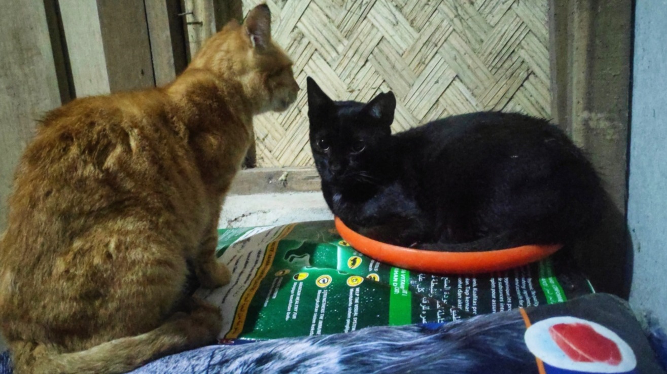 Cat Gossip