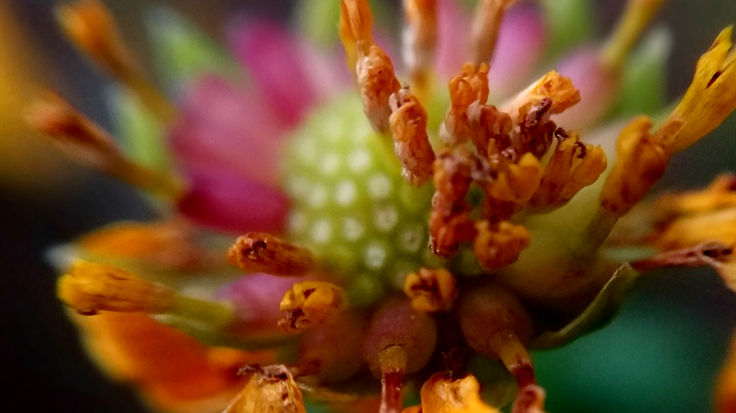 Macro Photography Session - Signs of fading