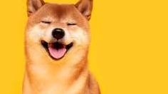 Shiba Inu (SHIB) is a relatively new