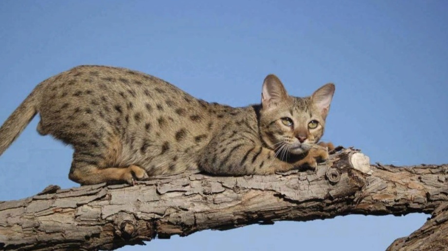 The ancestor of domestic cats
