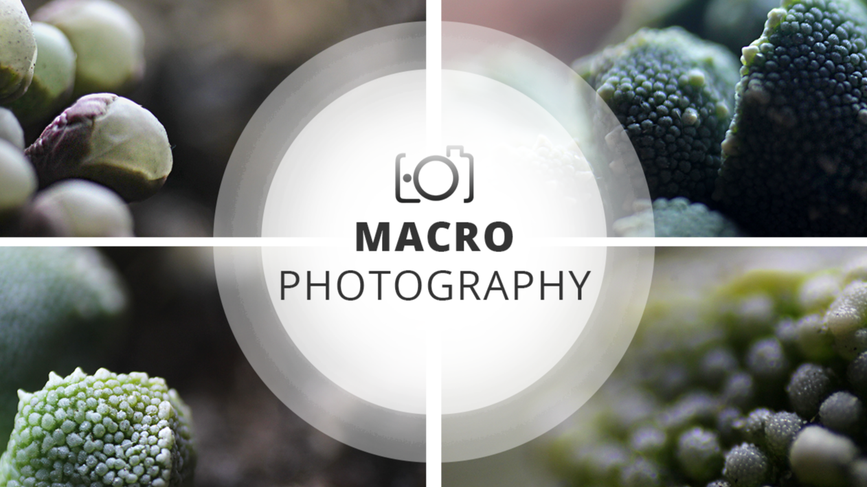 Macro Photography Session | Small ecosystems