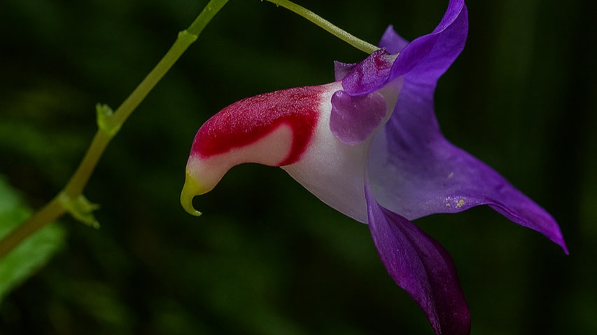 The parrot flower ( A flower that looks like a bird in flight)