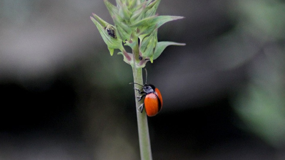 Trip #5 Through Macro World - S.Justa Valongo | Portugal