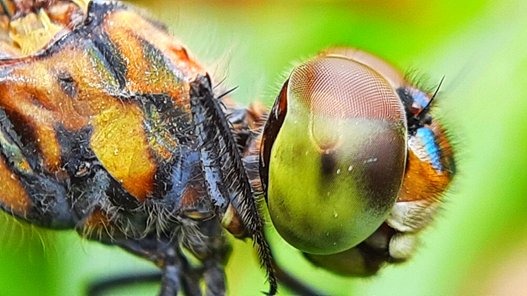 Ten Species Macrophotography of my self.
