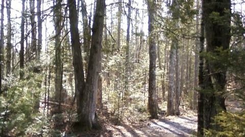 forest