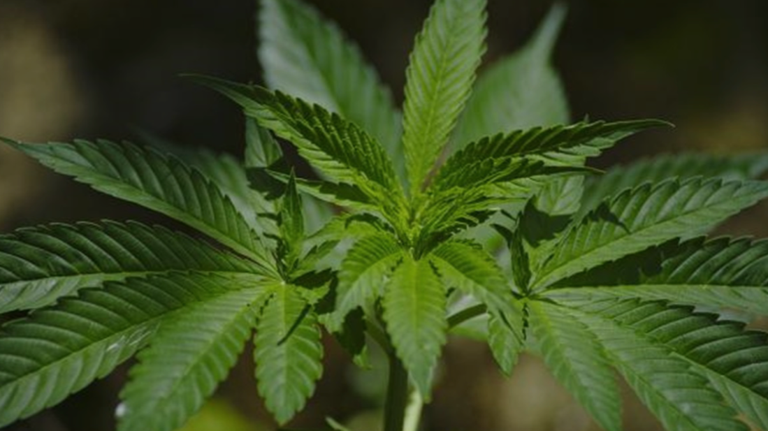 High Time for Cannabis: Betting on a Green Election