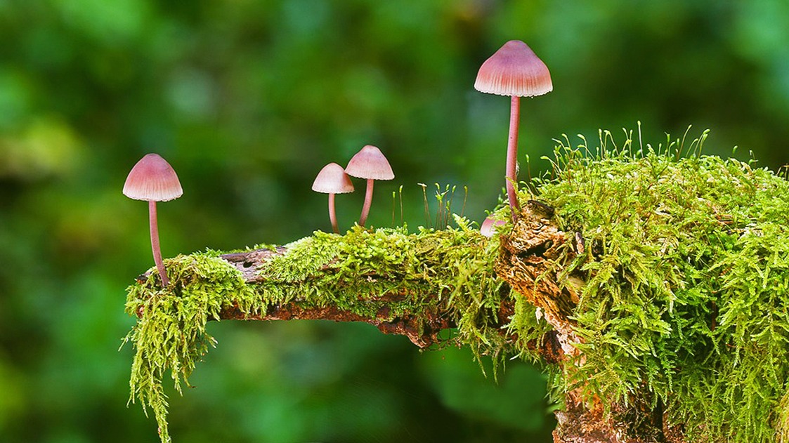 psilocybin