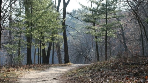 Documenting a walk around a lake in early Spring - birds, fungi, flowers, and landscape found along the way
