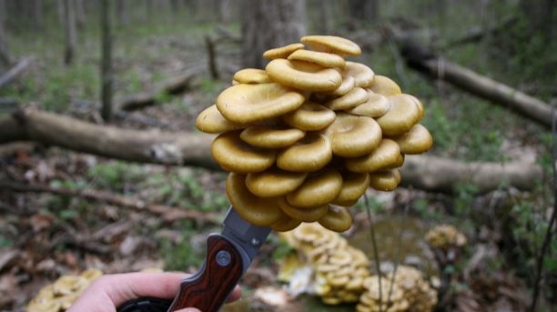 Documenting finding wild fruitings of the non-native choice edible mushroom, Golden Oysters (Pleurotus citrinopileatus)