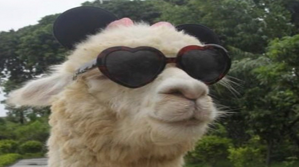 ALPACA