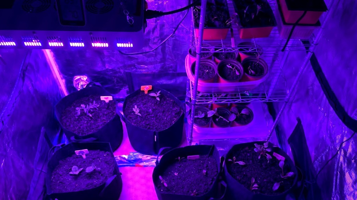 Who says you have to grow food outside?