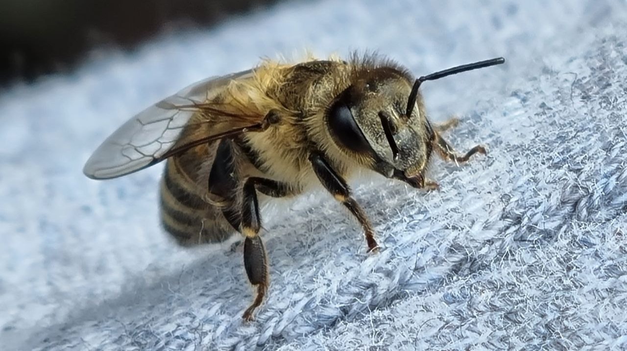 A Sting Worth a Thousand Words