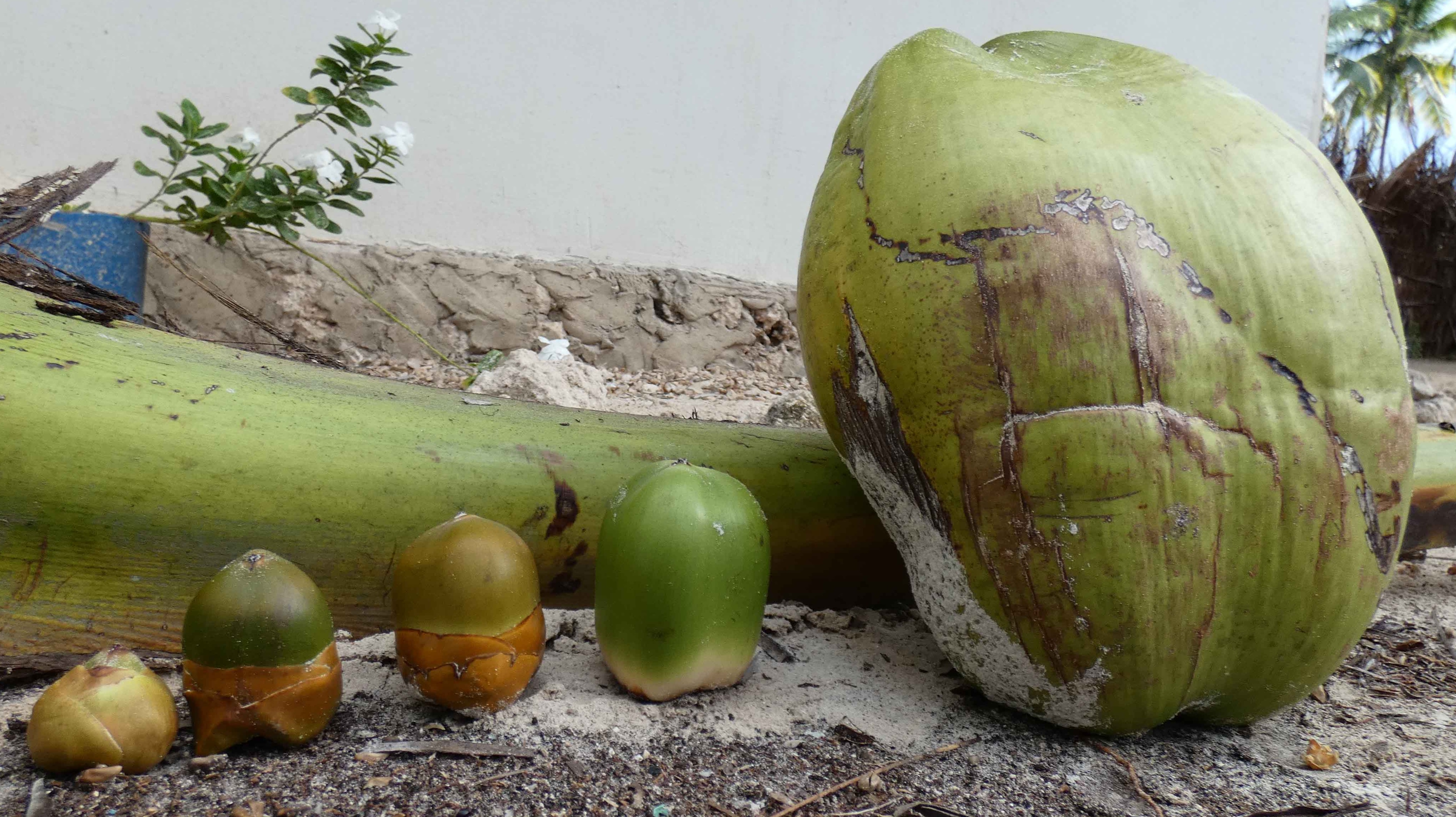 The healthful and deadly properties of coconut. Can coconuts really be